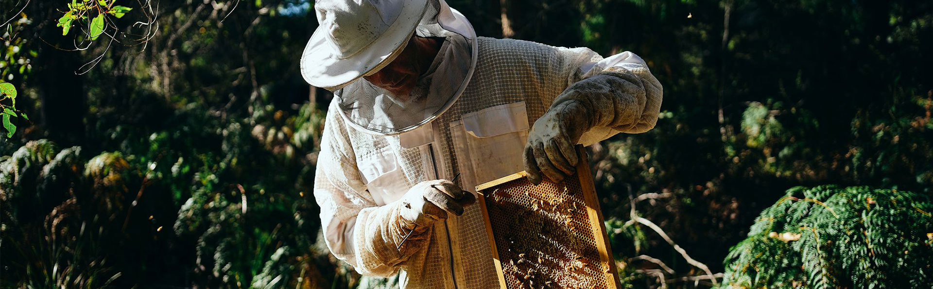 Beekeeping