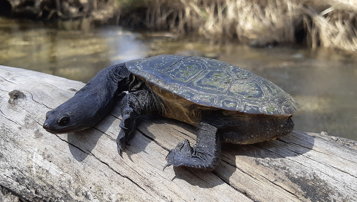 Save Our Snake-Necked Turtle