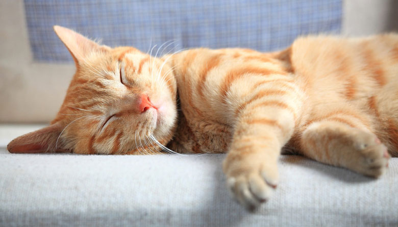 Adoption of Cat Amendment Law