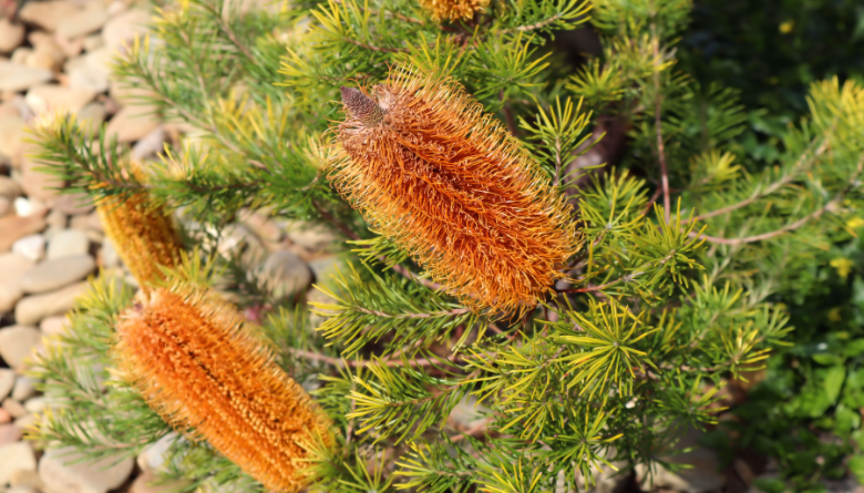 Join us for a firewise garden demonstration in Gracetown 