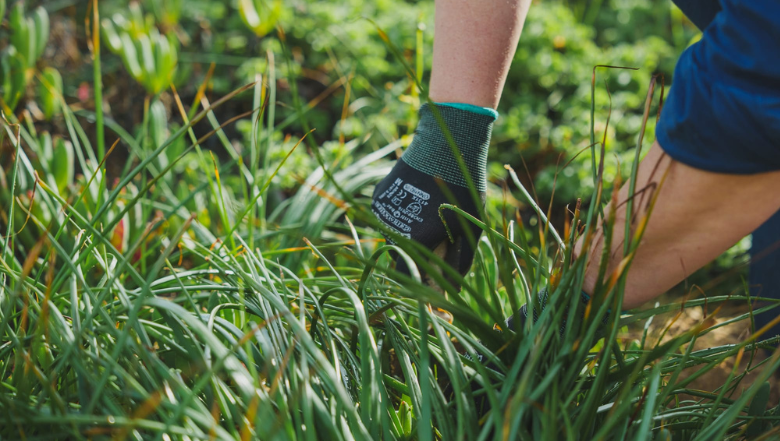 Revegetation Planning and Site Preparation