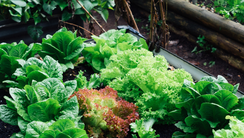 Edible Gardens Festival