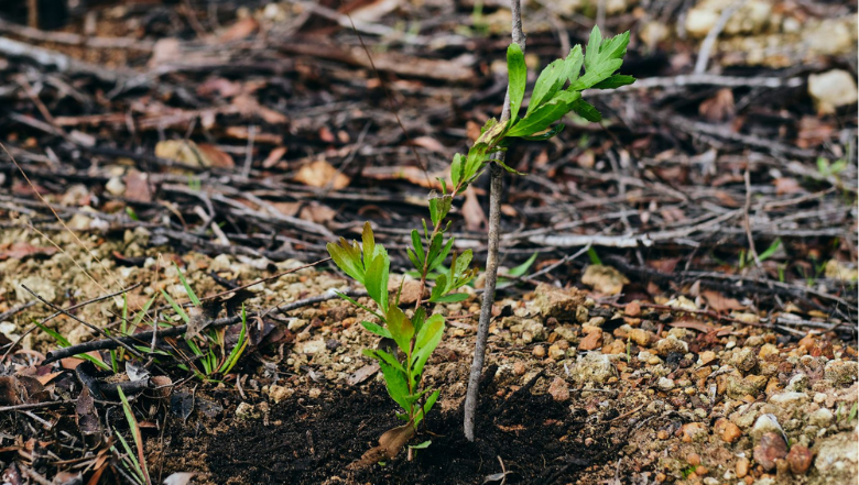 Native Seed Collection Know-How for Riparian Zone Restoration