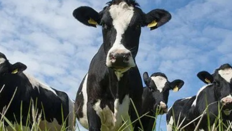 Smarter Grazing for Better Land