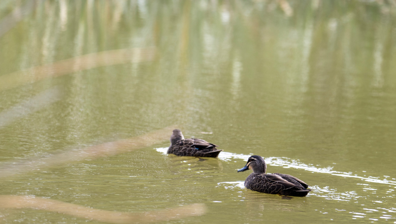 End of Life Matters: Get Your Death Ducks in a Row