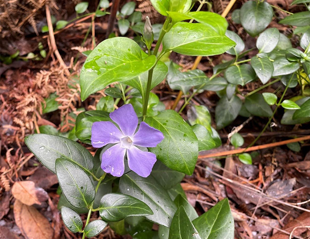 Vinca major