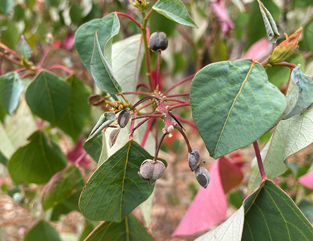 Homalanthus populifolius