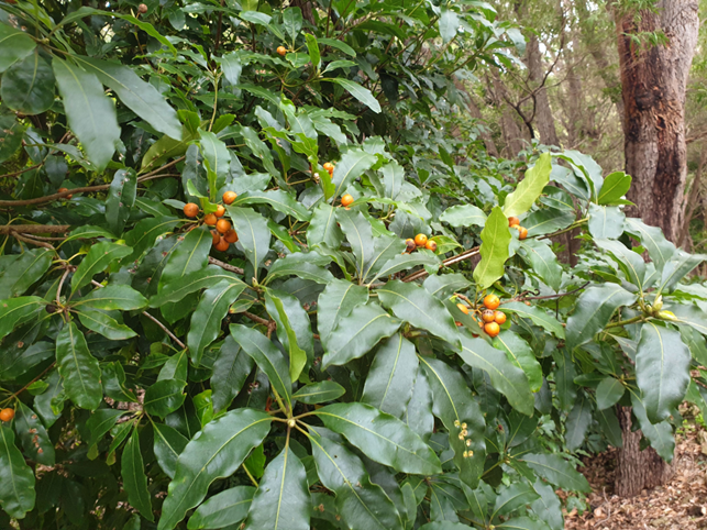 Pittosporum undulatum