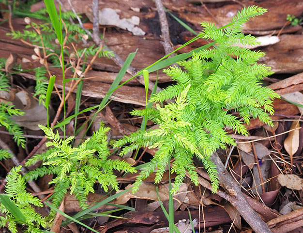 Asparagus scandens