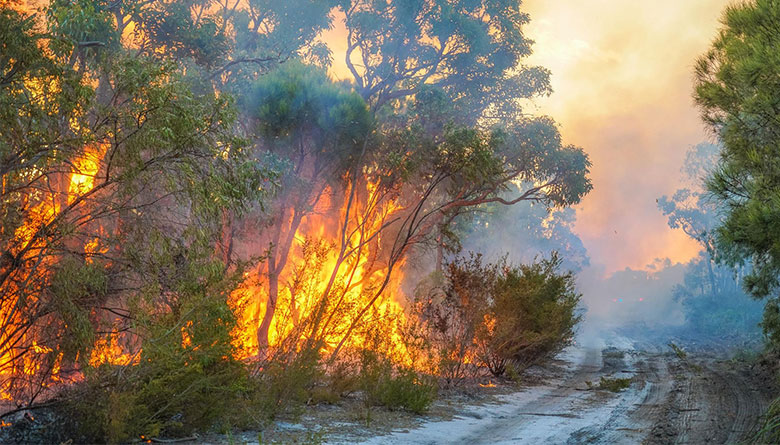 Newly Appointed Shire Bush Fire Control Officers