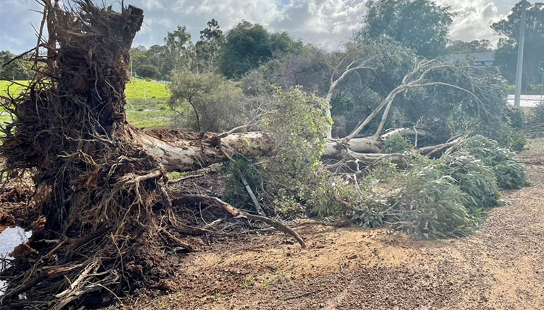 Attendance to Storm Damage Continuing