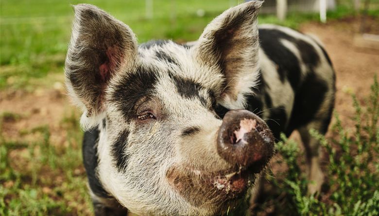 Tickets on sale now: Regenerative Agriculture Conference 2023