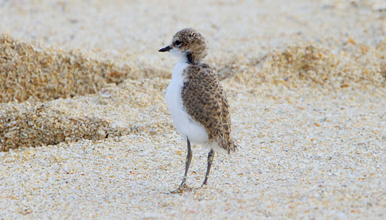 Look Out for the Plover Chick at Gnarabup Beach