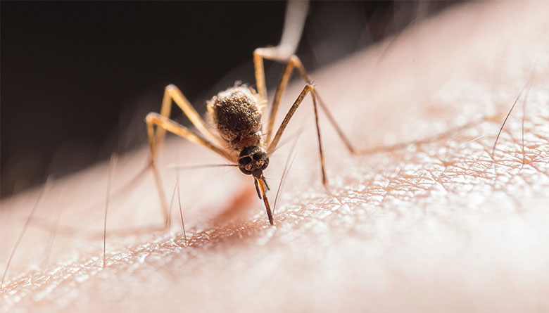 Ross River Virus in the Southwest