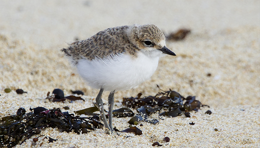 It’s Nesting Season! Find Out How You Can Help