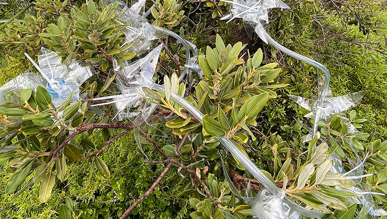 Community Environmental Art Project Insidious 