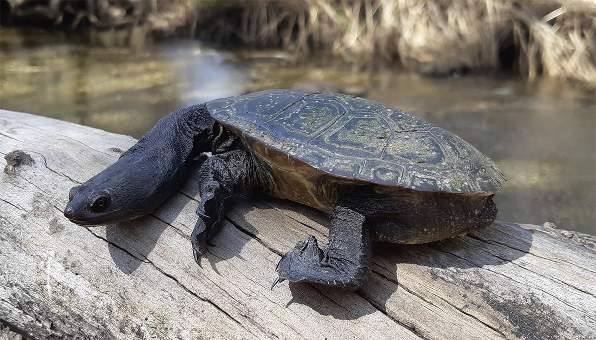 Save Our Snake-Necked Turtle