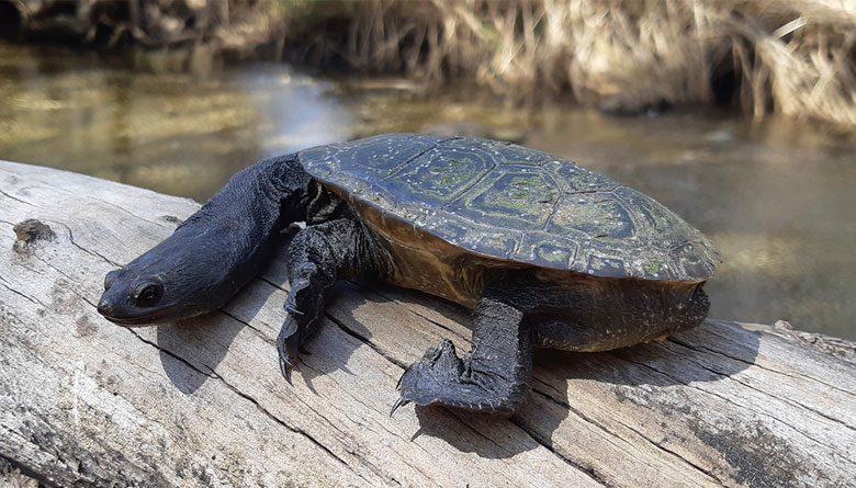 Seeking Data to Save Local Turtle   