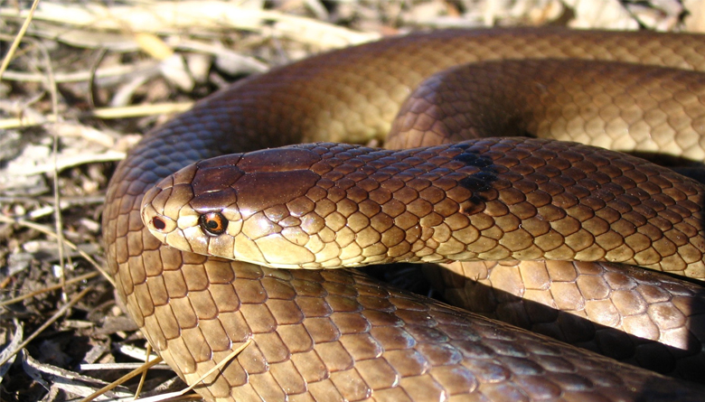 Snakes Are on the Move