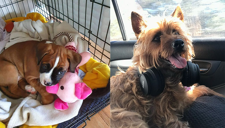 Cutest Dog and Smartest Dog Competition Winners Announced