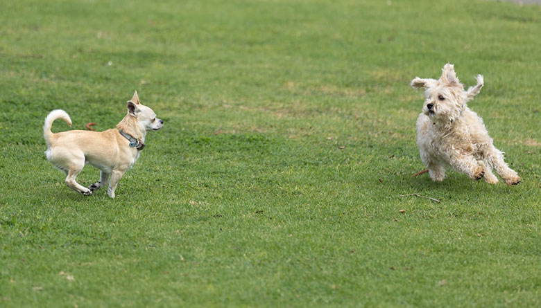 Enclosed Dog Exercise Area for Brookfield
