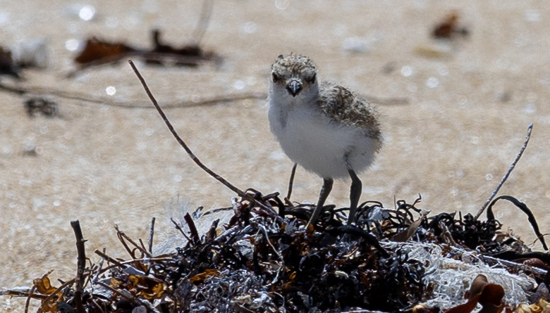 Baby Plover Takes Flight!