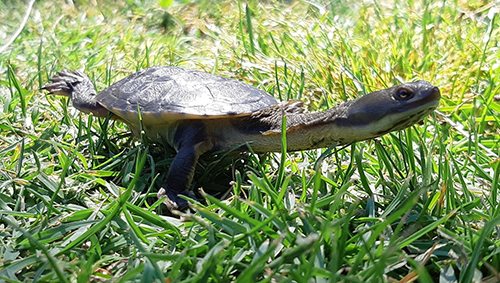 Become a Turtle Tracker