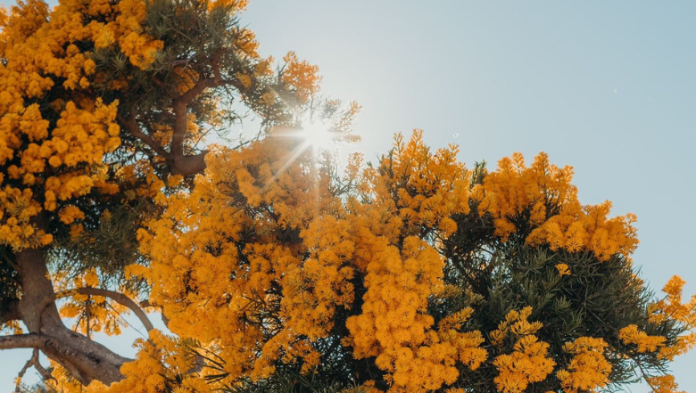 Merry Christmas from the Shire