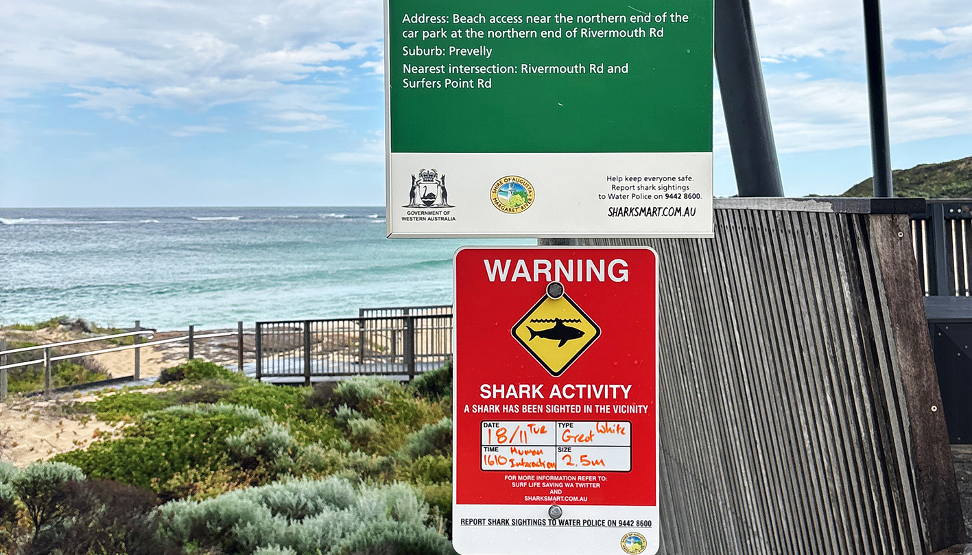 Shark activity on our coast