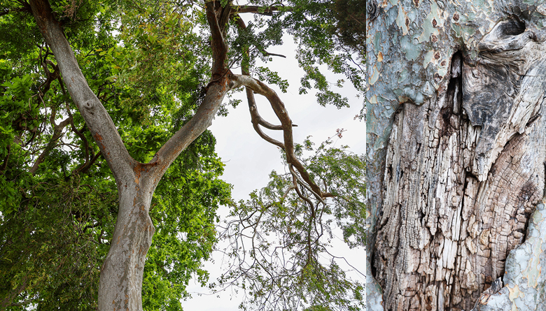 Farmhouse Park tree works