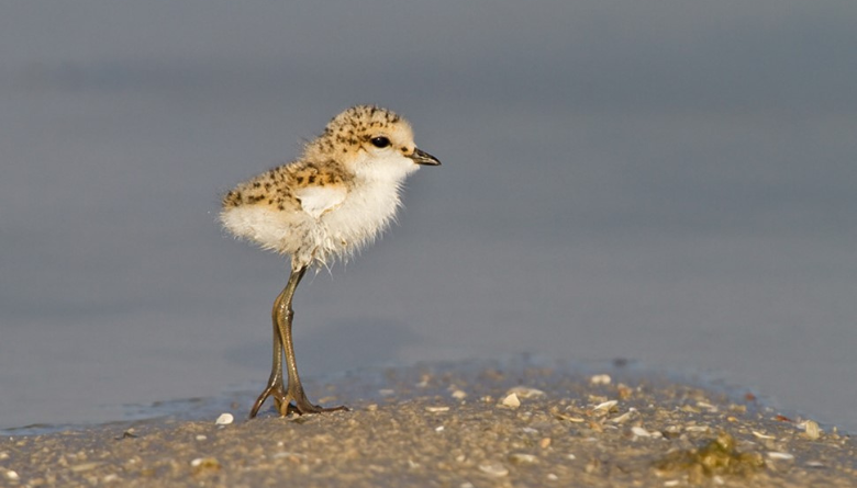 The start of the Shorebird nesting season