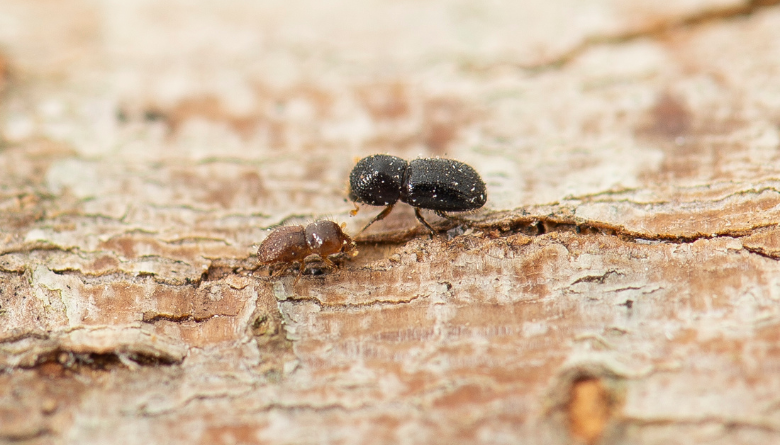 How a tiny beetle could cause big problems in the South West