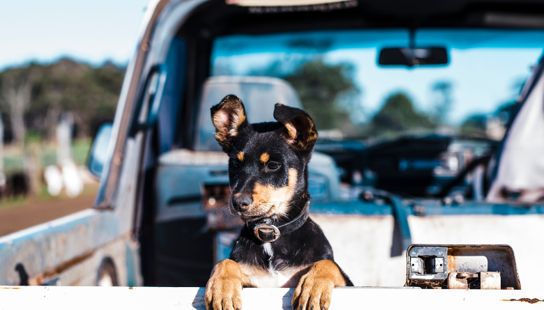 Check your animal registration details are current