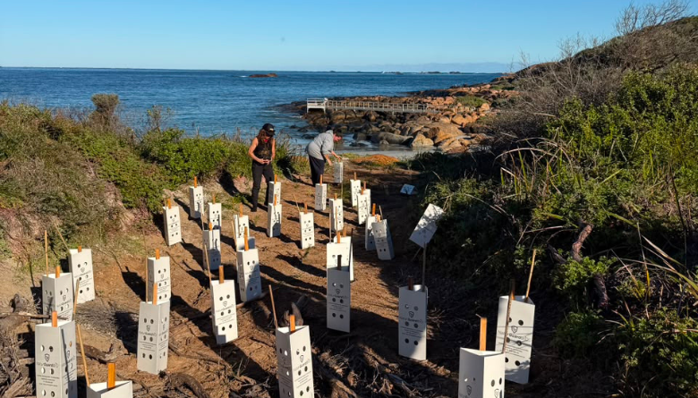 Local seedlings take root along the Leeuwin Biddi