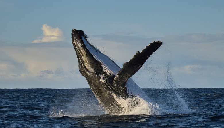 Augusta Whalesong Festival Returns 