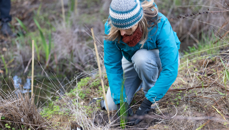 Plant a tree and claim up to $150 back