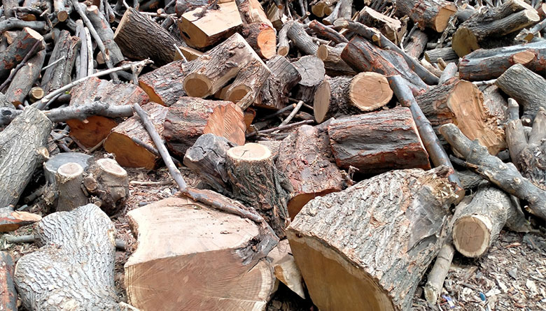 Collect Your Firewood Responsibly This Winter