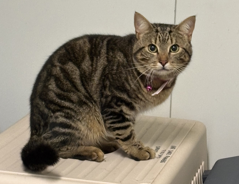 Tabby cat