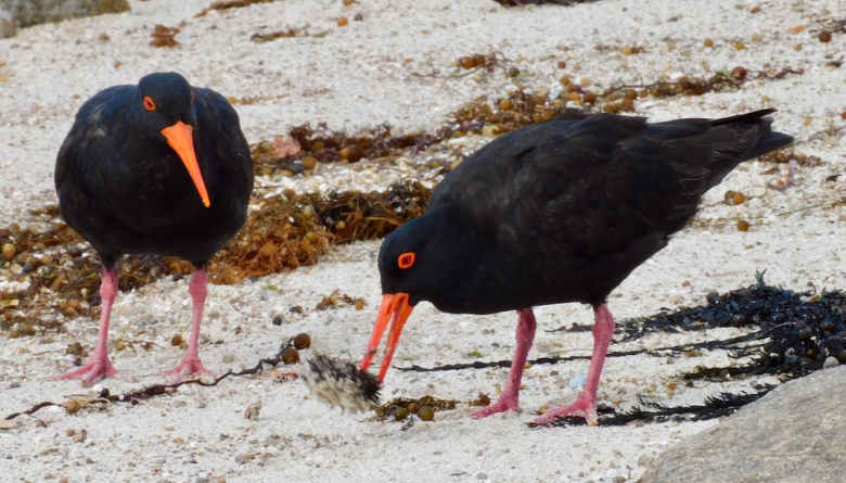 Please give beach nesting birds the space they need