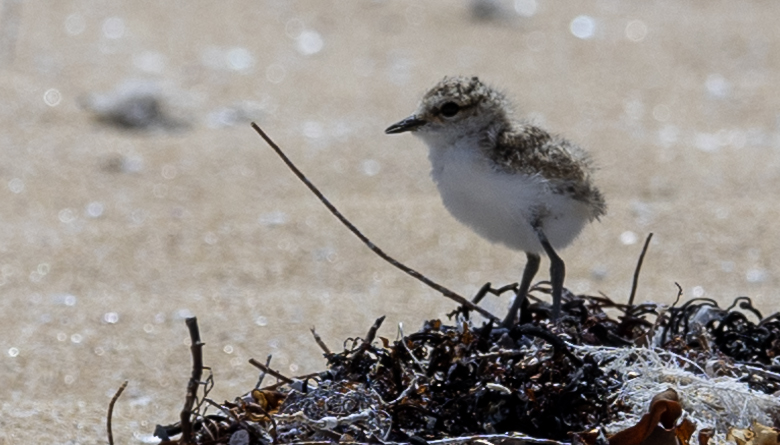 Evie, Red-capped Plover