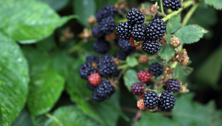 Primary production and processing standards for leafy vegetables, melons and berries