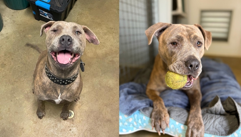 Help rehome Lilly!