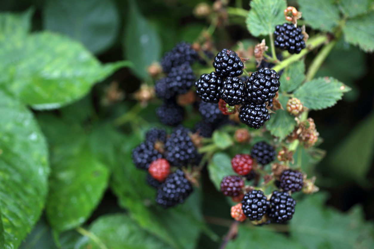 Primary Production and Processing Standards for Leafy Vegetables, Melons and Berries