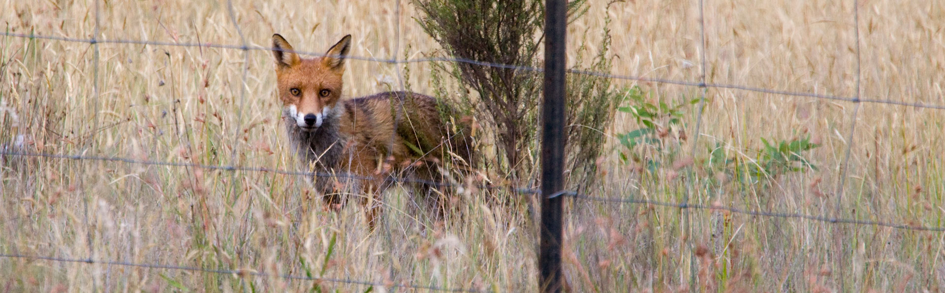 Pests and Feral Animals