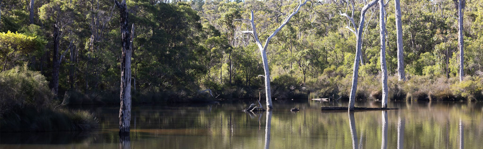 Friends of Barrett Street Reserve